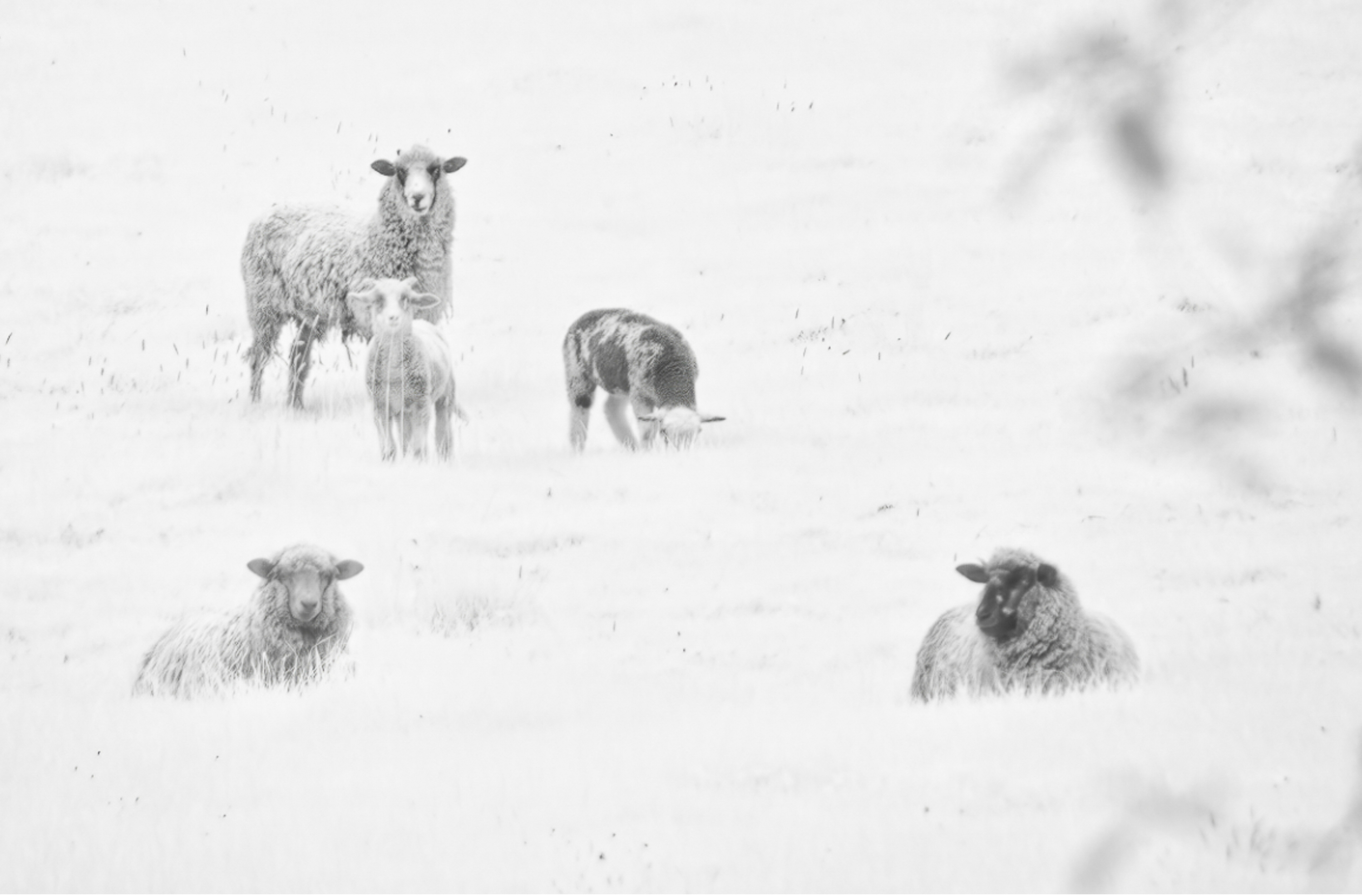 Field of Sheep 54fac3e4 1621 441f 9bcc 9890d9184ac7